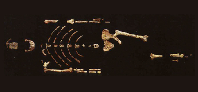 Australopithecus afarensis, "Lucy" Australopithecus afarensis, "Lucy"