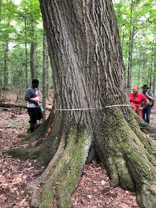 Students use Williams' tree measuring method