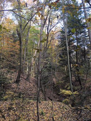A.B. Williams Memorial Woods