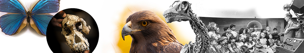 The King of Dinosaurs