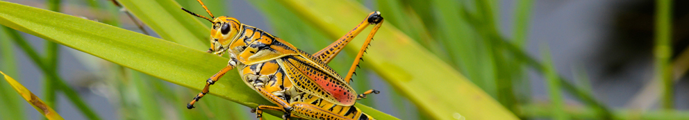 The King of Dinosaurs